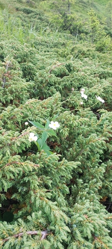 Ranunculus platanifolius, photograph 4