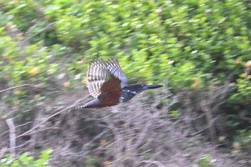 iNaturalist image