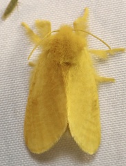 Megalopyge pyxidifera