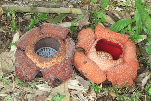Rafflesia keithii (Rafflesia keithii)