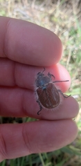 Paracotalpa granicollis