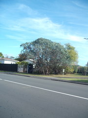 Eucalyptus perriniana