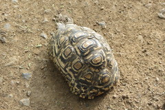 Stigmochelys pardalis