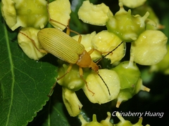 Cistelomorpha nigripilis