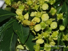 Cistelomorpha nigripilis