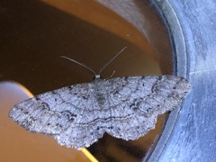 Melanolophia imitata