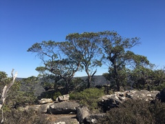 Eucalyptus serraensis serraensis
