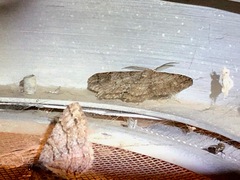 Melanolophia imitata