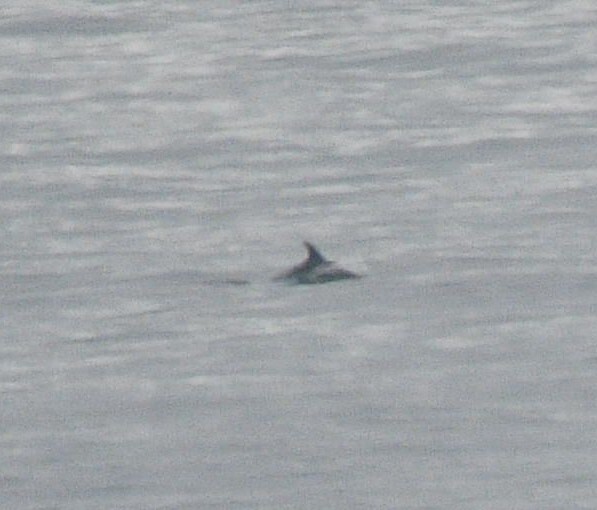 Lagenorhynchus albirostris