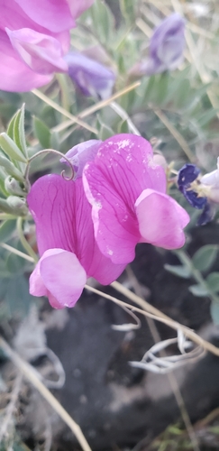 Image of Lathyrus brachycalyx by (c) Chelsea Welch, some rights reserved (CC BY)