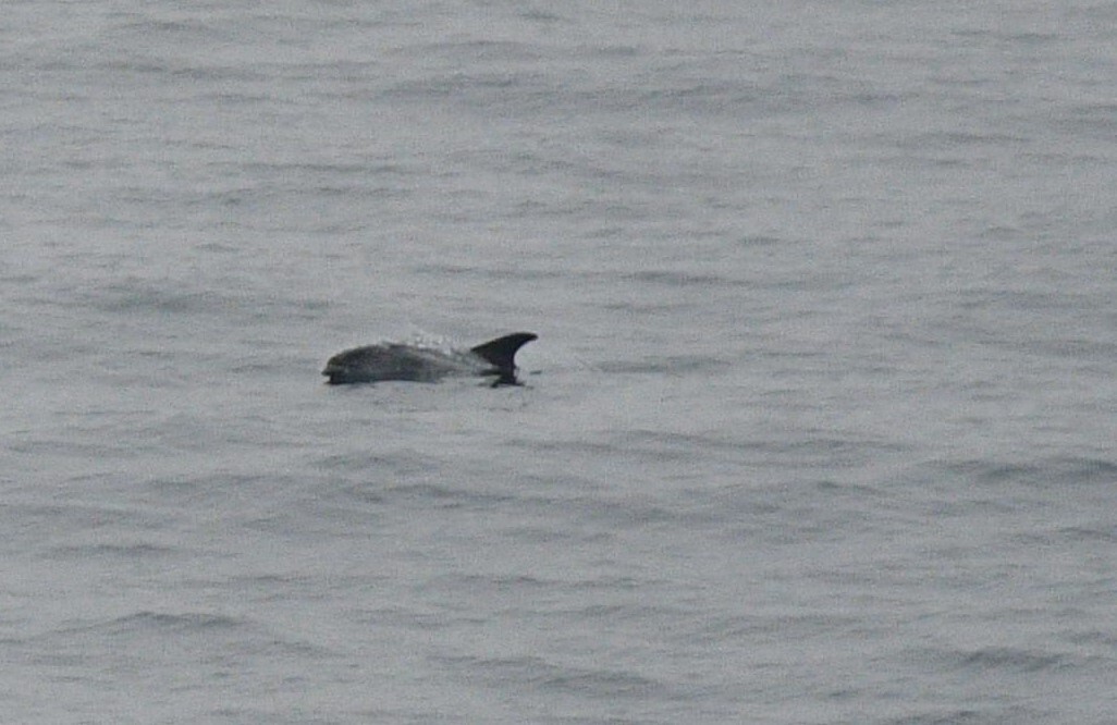 Lagenorhynchus albirostris