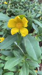 Hibbertia scandens