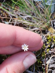 Stellaria gracilenta
