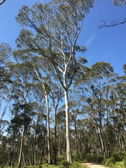Eucalyptus globulus bicostata