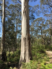 Eucalyptus globulus bicostata