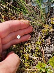 Stellaria gracilenta