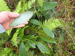 Cinnamomum austrosinense