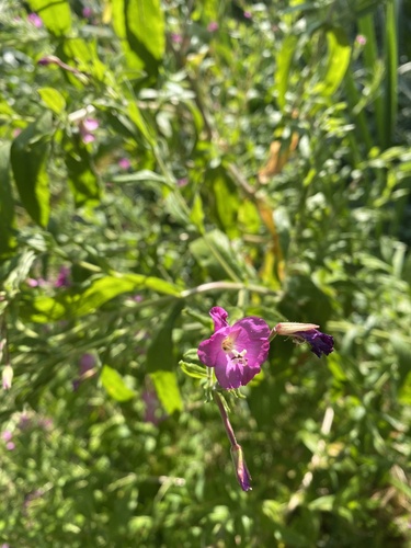 Great Willowherb
