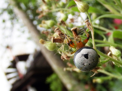 Bijoaraneus