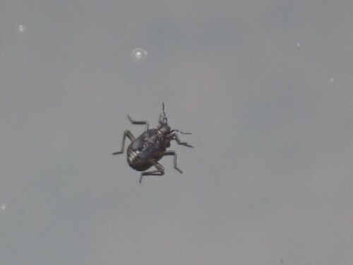 Hawaiian pond bug photo 2