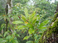 Machilus japonica