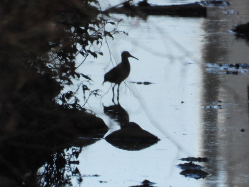 iNaturalist image