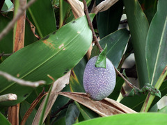 Ficus pumila awkeotsang