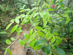 Cinnamomum subavenium