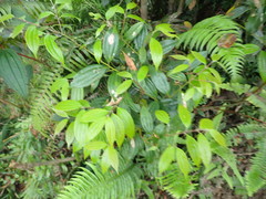 Cinnamomum subavenium