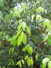 Cinnamomum subavenium