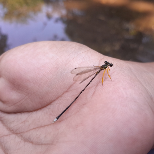 Yellow featherlegs