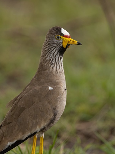 iNaturalist image