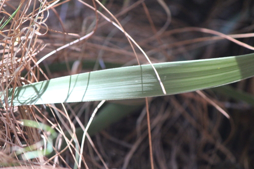 Nolina robusta