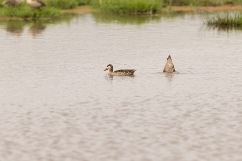 iNaturalist image