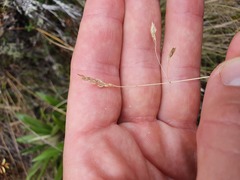 Poa colensoi