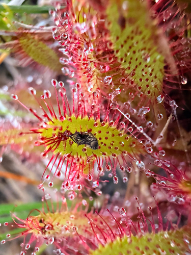 iNaturalist observation photo of round-leaved sundew