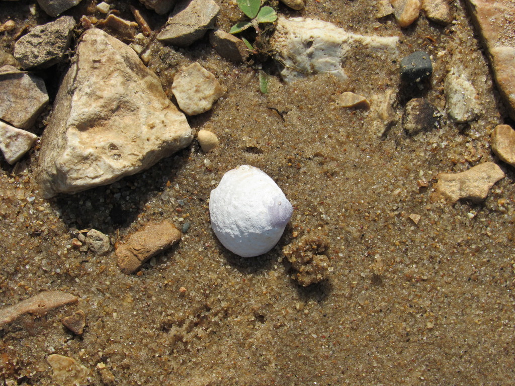 Asian Clam from 2679 Dietrich Rd, Foristell, MO 63348, USA on April 27