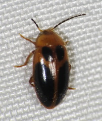 Sacodes pulchella
