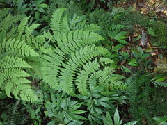 Dryopteris paleolata