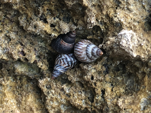 Echinolittorina angustior observed 2026-07-16