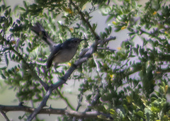 Polioptila melanura