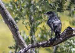 Polioptila melanura