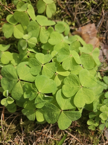European wood-sorrel