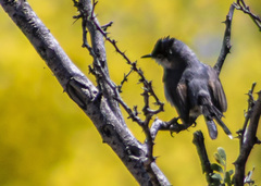 Polioptila melanura
