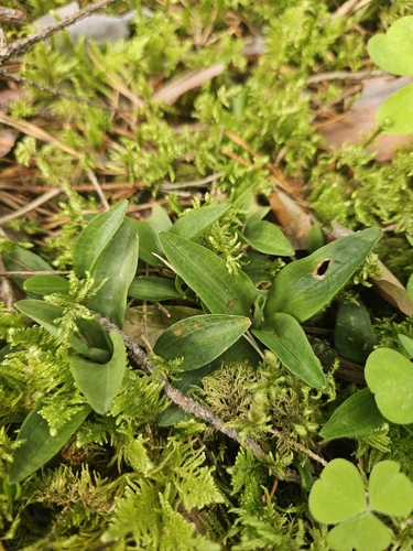 lesser rattlesnake plantain