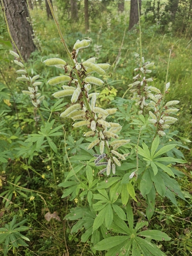 Large-leaved lupine