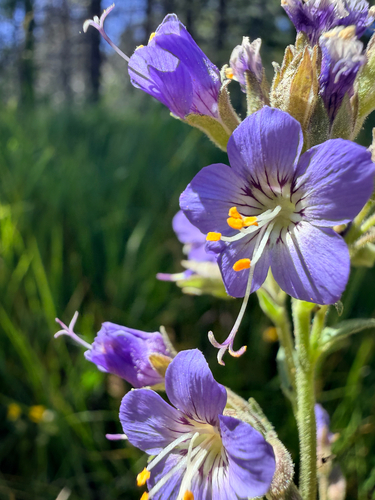 iNaturalist observation photo of western Jacob's ladder
