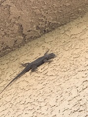 Sceloporus occidentalis