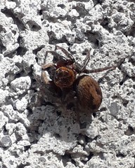 Hasarius adansoni