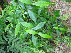 Callicarpa randaiensis